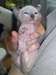 chatons siamois