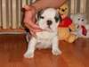 AKC reg English bulldog puppies