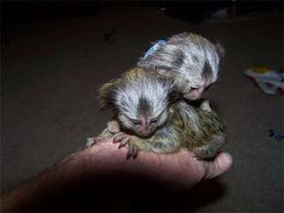 Hand tamed marmoset monkeys for sale