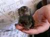 Hand tamed marmoset monkeys for sale