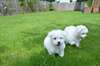 Mignon Chiots bichon maltais