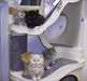 Magnifiques chatons persan a donner