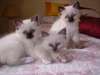 Chatons Birmanie loof