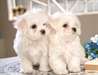 chiots de bichon maltese