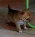 Don Superbe petit mâle type chihuahua poil court