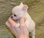 Chiot chihuahua male de couleur creme