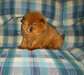 Chow Chow chiots maintenant disponibles pour l'ad