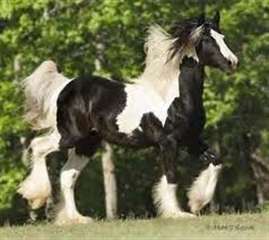 Gypsy Vanner Horse pour adoption