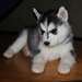 Magnifiques chiots Husky Sibérien pour adoption