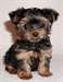 Adorable Yorkshire Terrier