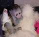 Mignion bébé singe capucin disponible à vendre