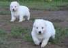 Magnifiques chiots berger blanc de suisse