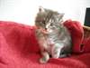 Chatons Maine coon - photo 1