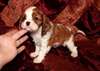 Adorables chiots cavalier king charles - photo 1