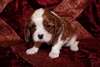 Adorables chiots cavalier king charles - photo 2