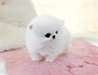 Chiots Poméranien nain lof