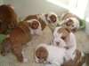 Magnifiques chiots bouledogue anglais