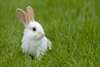 magnifique lapin pret a vous rejoindre