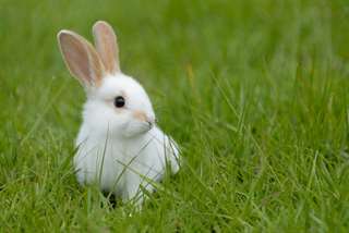 magnifique lapin pret a vous rejoindre