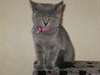 Sublimes chatons chartreux