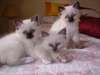 adorables chatons sacre birmanie
