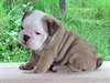 Chiot Bulldog Anglais