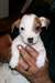 Beaux chiots Jack Russel pour adoption - photo 1