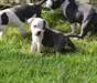 Chiot staffie/staffordshire bull terrier bleu - photo 2