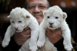 Adorable Lionceaux blancs