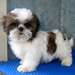 Male & femelle Shih Tzu chiots