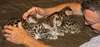 Adorables chatons de race bengal