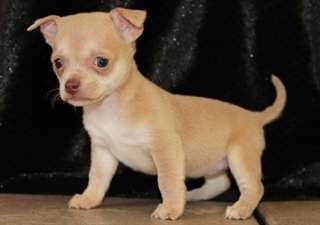 Magnifique Chiots Chihuahua Disponible