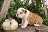 Chiot Bulldog Anglais - photo 2