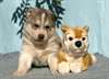 MAGNIFIQUES CHIOT SHIBA INU