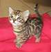 des sublimes chatons bengal