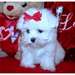 magnifique chiots bichon maltais disponibles