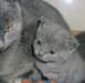 Nos 2 chatons chartreux - photo 1