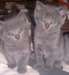 Nos 2 chatons chartreux - photo 2