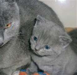 Nos 2 chatons chartreux