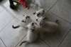 Nos 2 chatons Sacré de Birmanie