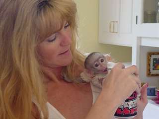 beau singe capuchino pour adoption