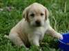 Chiots Labrador pour adoption - photo 1