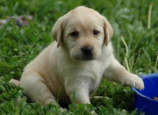 Chiots Labrador pour adoption