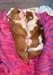 Deux chiots AKC bouledogue anglais pour adoption