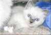 Chatons Birmanie loof