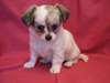 Chiot Femelles chihuahuas disponibles à donner