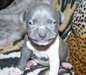 des adorables chiot pitt bull