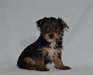 Chiots Yorkshire terrier