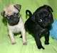 Chiots Carlin Pour Adoption