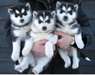 pur race husky sibérien disponible